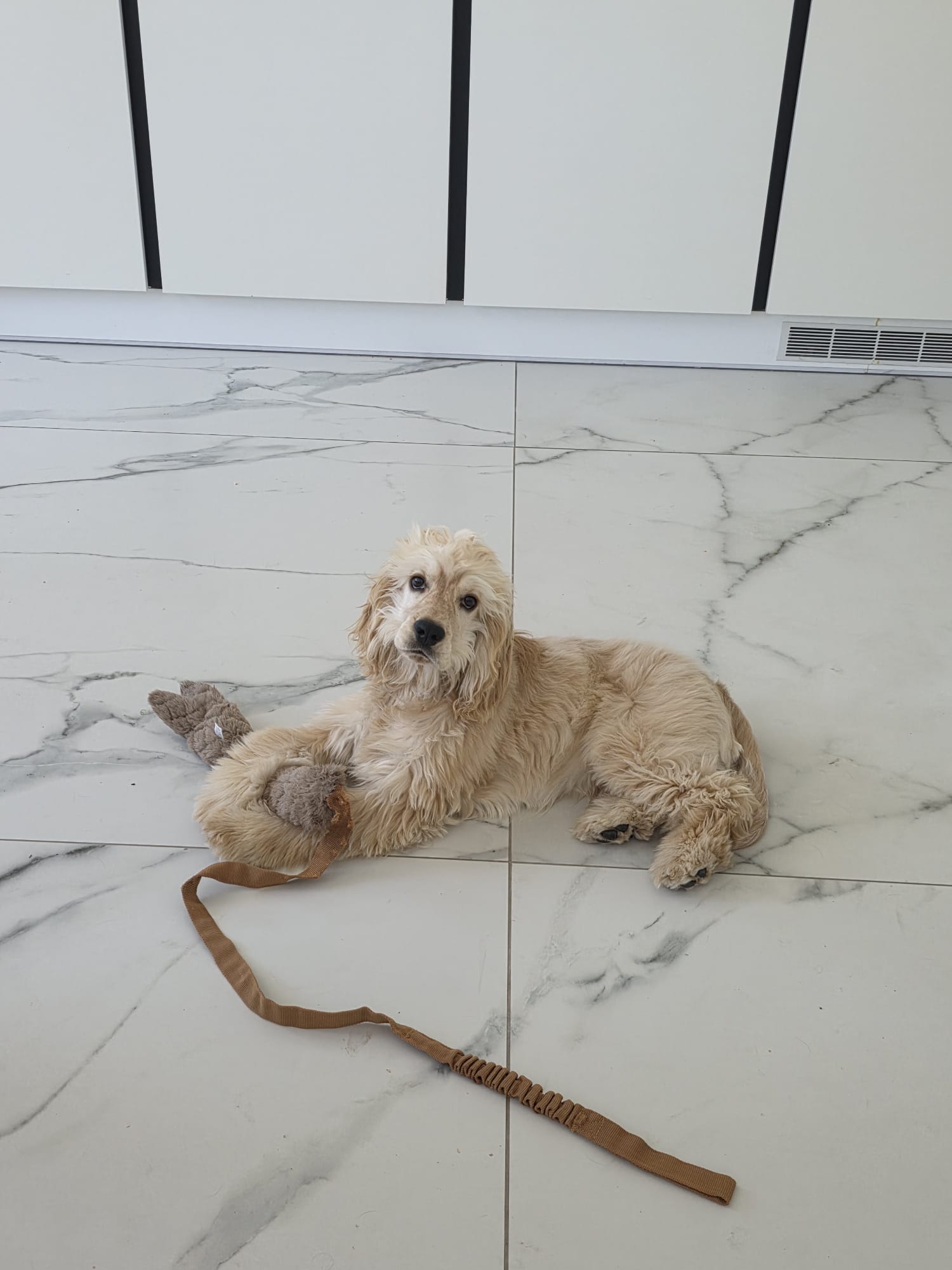 Golden cocker spaniel resting on the floor with his favourite toy tucked under one paw.