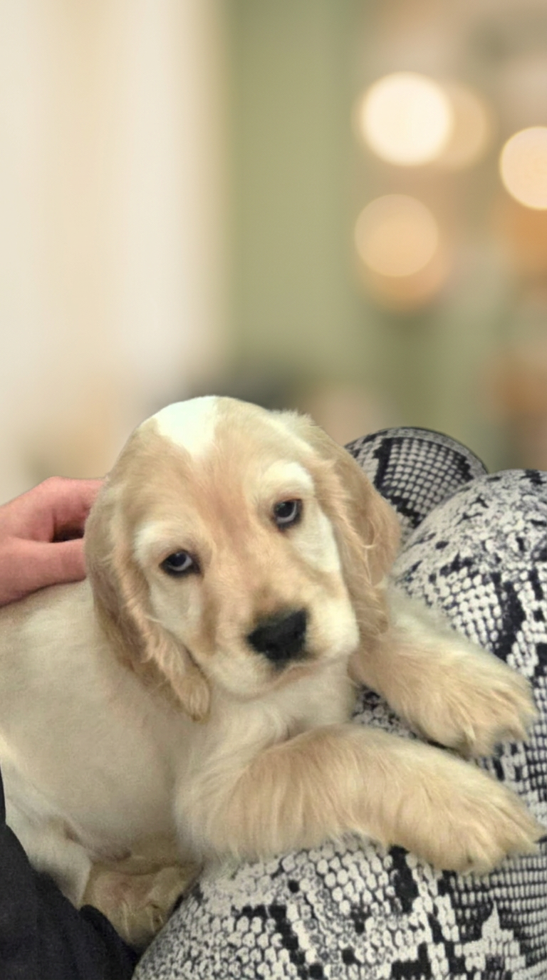 Golden cocker spaniel puppy sitting on a team member's lap beside the office keyboard.