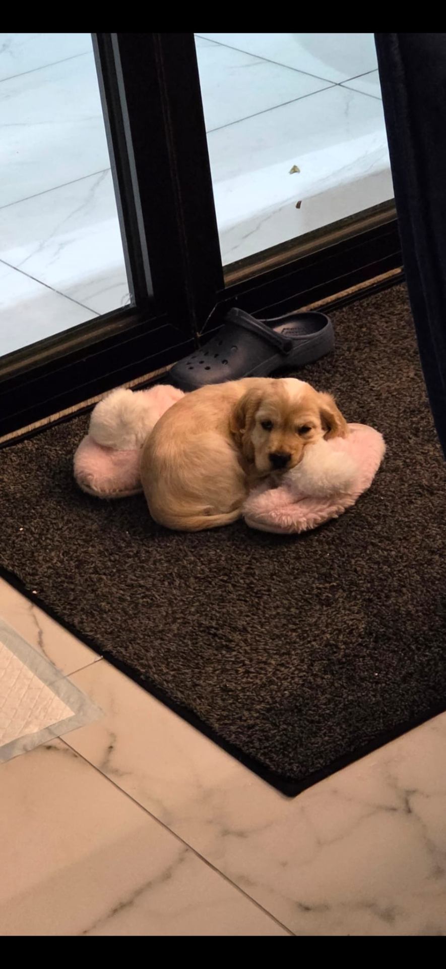 Ten-week-old golden cocker spaniel puppy curled asleep on pink fluffy slippers.