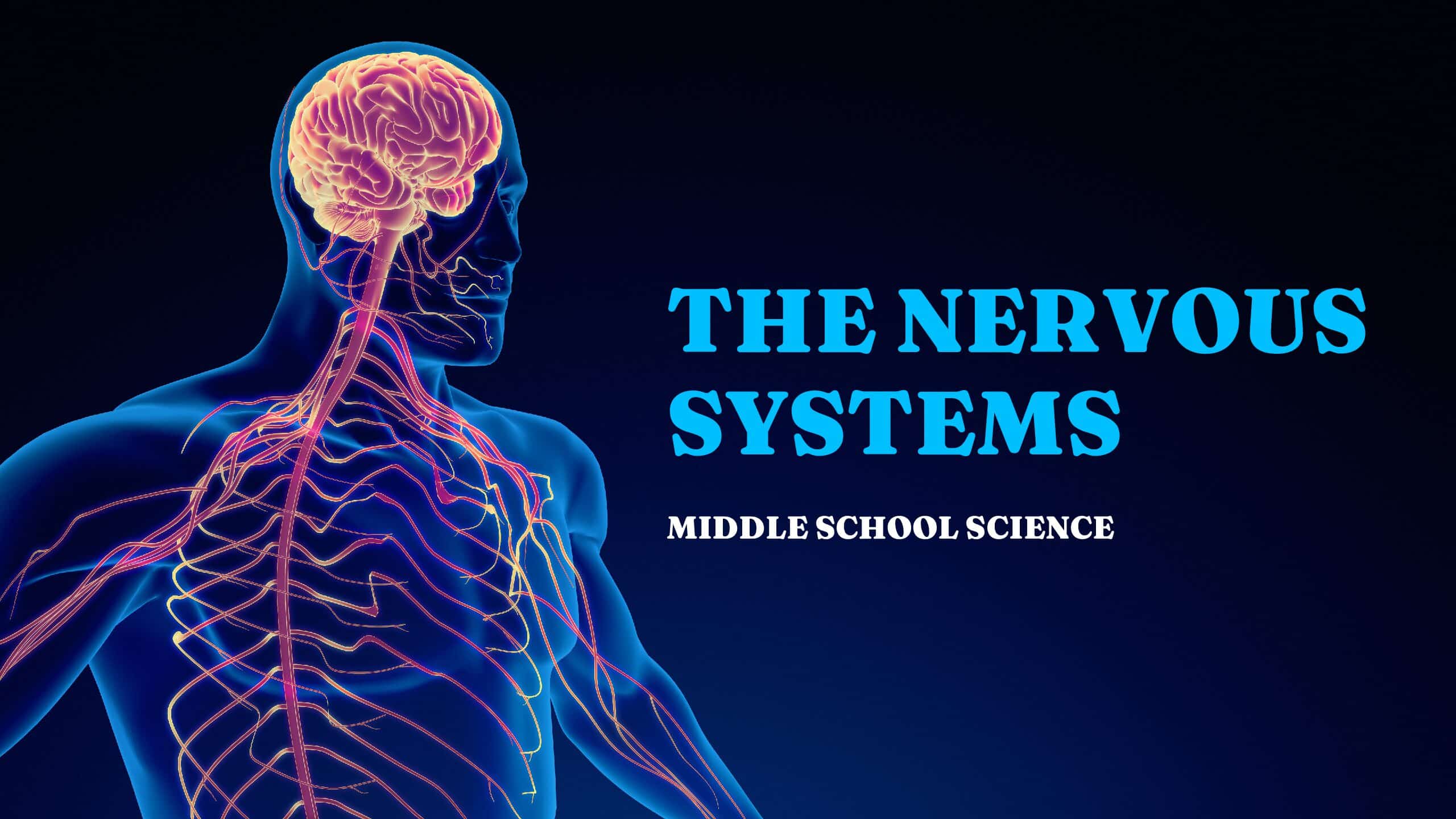 The Neurodivergent Nervous System: Why Emotional Regulation Looks Different for Every Mind
